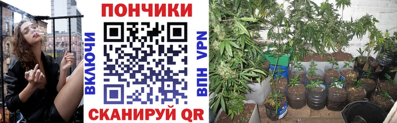 Канабис сатива  darknet наркотические препараты  Йошкар-Ола 